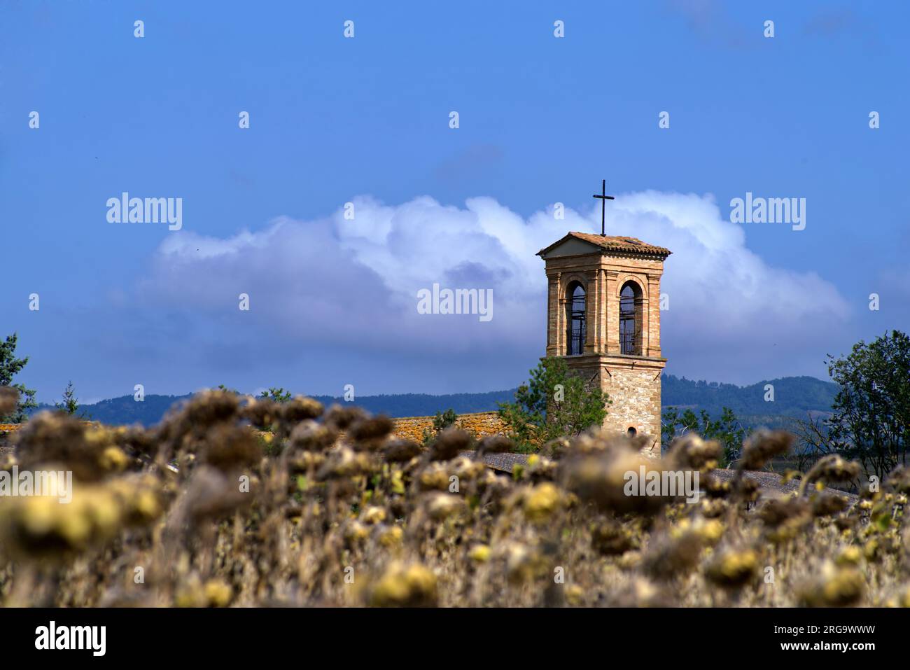 un campanile si erge da un campo di girasoli secchi Stock Photo