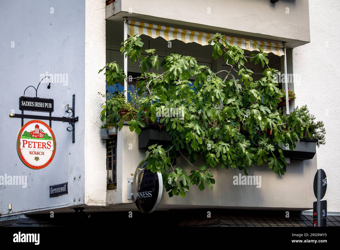 a fig tree on a balcony on the street Gereonswall, Cologne, Germany. ein Feigenbaum auf einem Balkon am Gereonswall, Koeln, Deutschland. Stock Photo