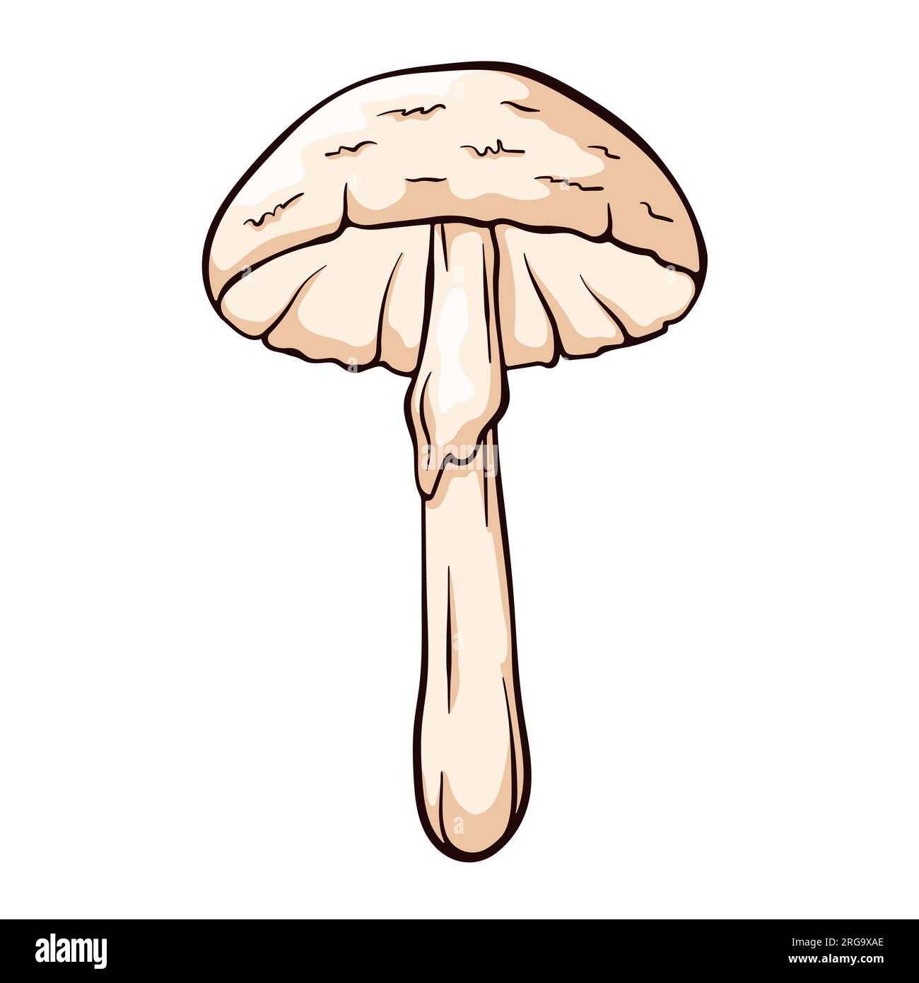 White destroying angel inedible mushroom in cartoon style. Amanita bisporigera virosa in line art. Vector illustration isolated on a white background. Stock Vector