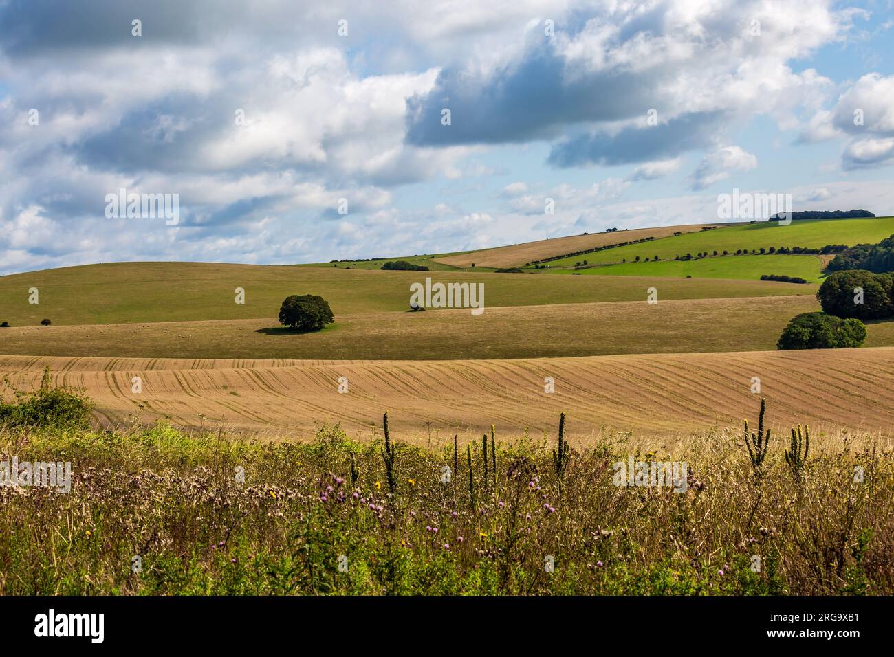 An idyllic South Downs landscape, with wildflowers growing at the edge ...