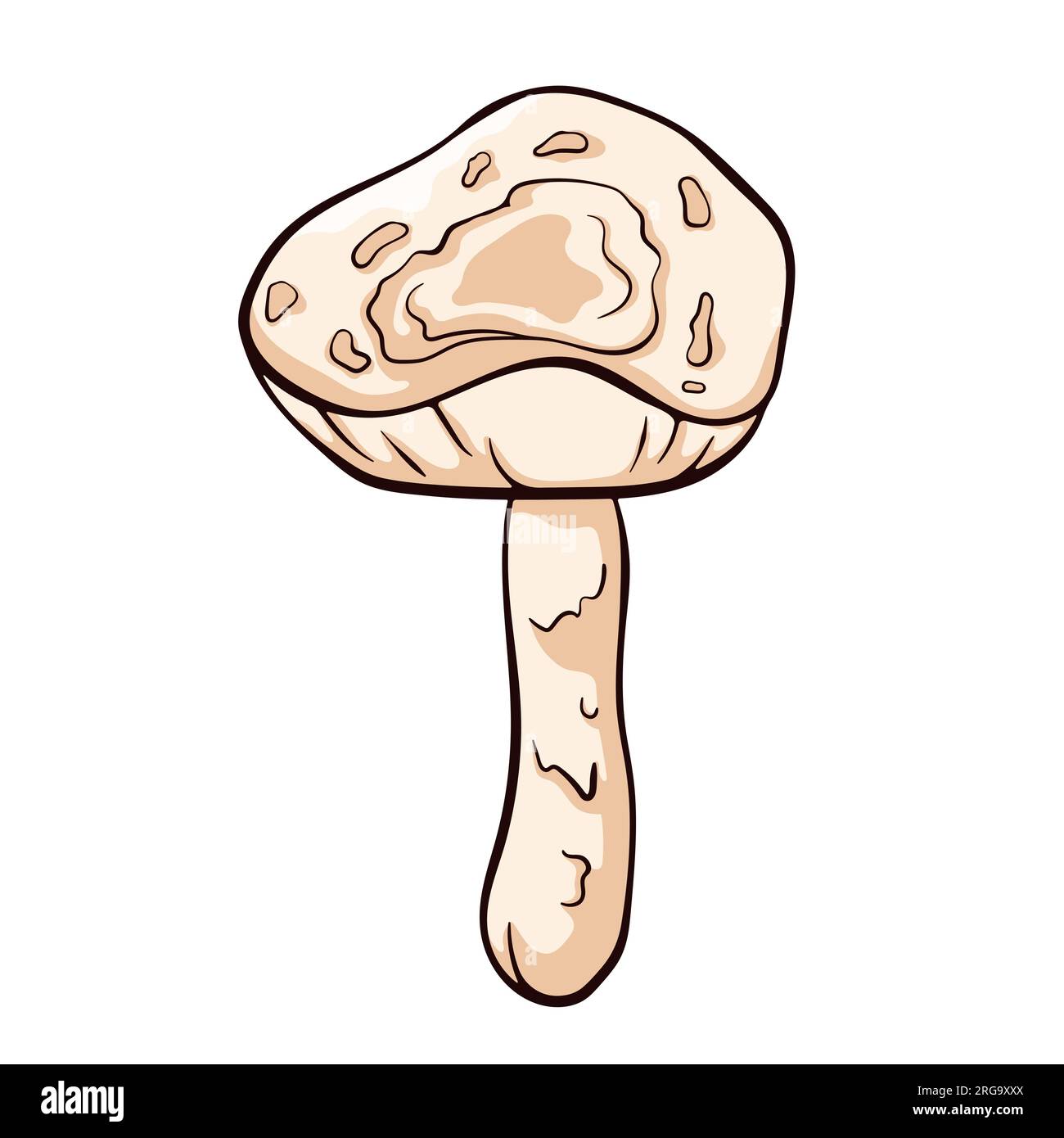 Inedible mushroom Deadly Dapperling in cartoon style. Poisonous Lepiota brunneoincarnata hand drawn. Vector illustration isolated on a white Stock Vector