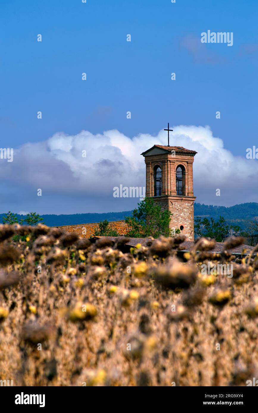 un campanile si erge da un campo di girasoli secchi Stock Photo