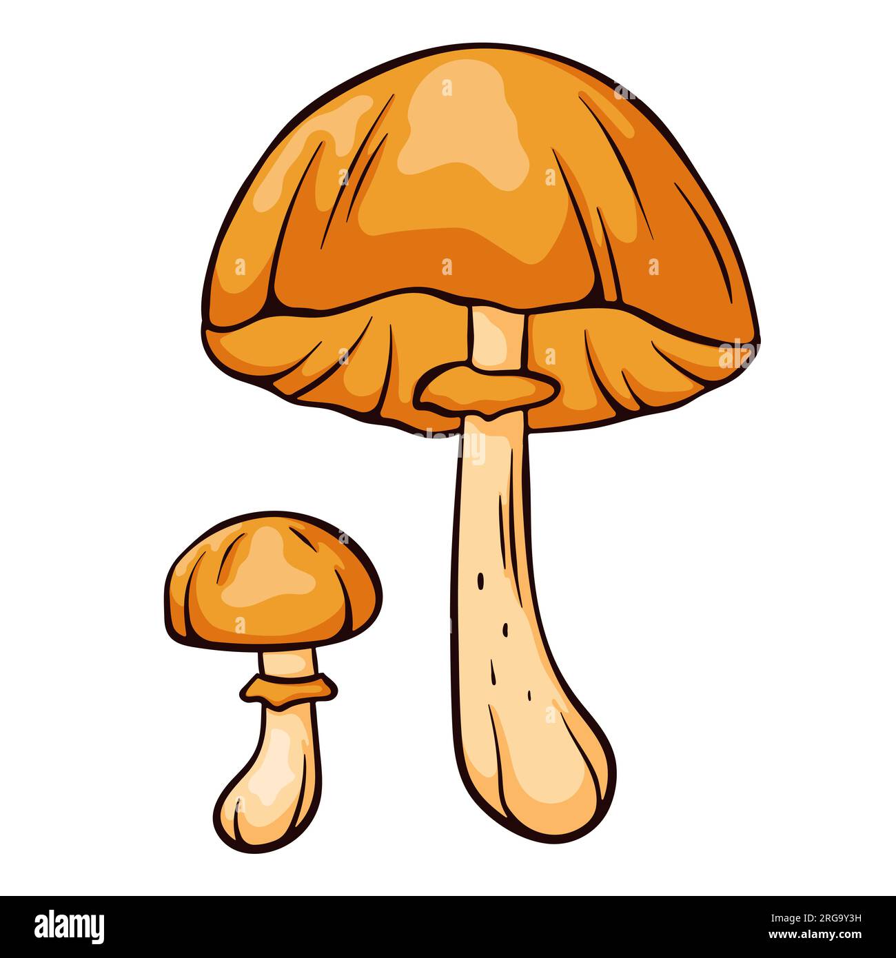 Autumn skullcap inedible mushroom in cartoon style. Poisonous plants sketch. Vector illustration isolated on a white background. Deadly fungus Stock Vector
