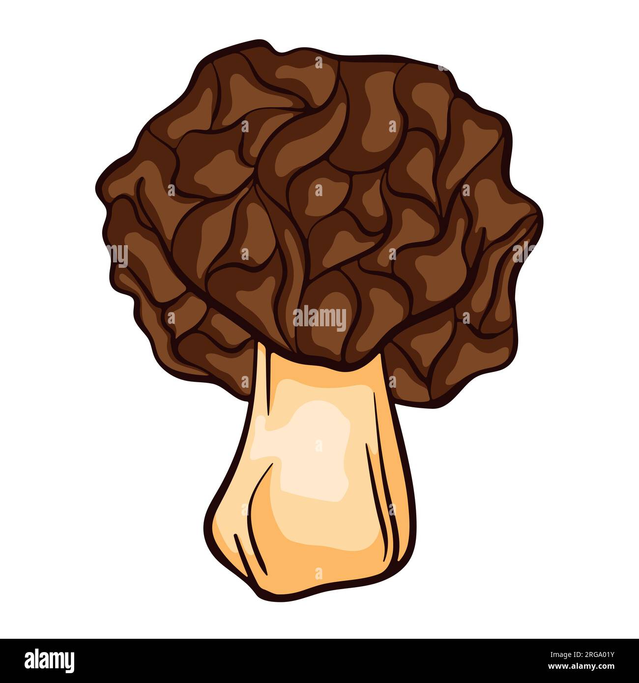 False morel inedible mushroom in cartoon style. Great for menu, label, product packaging, recipe. Vector illustration isolated on a white background Stock Vector