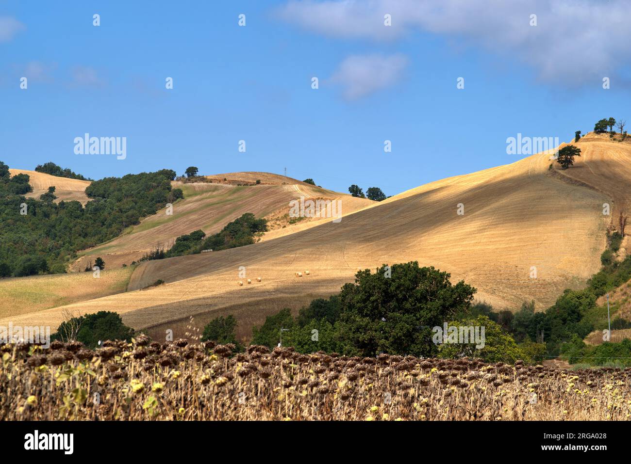 campi coltivati del montefeltro Stock Photo