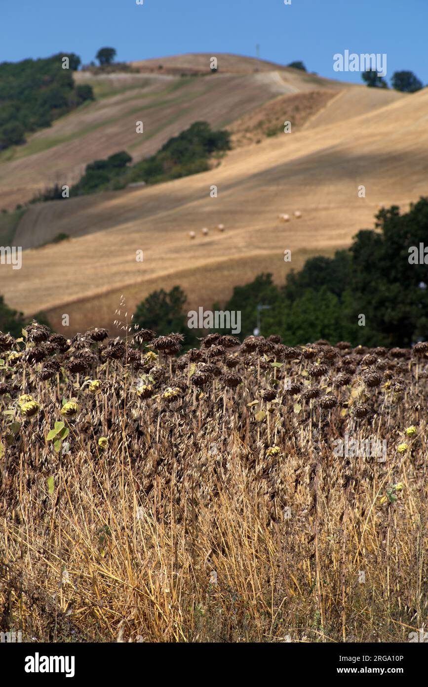 campi coltivati del montefeltro Stock Photo