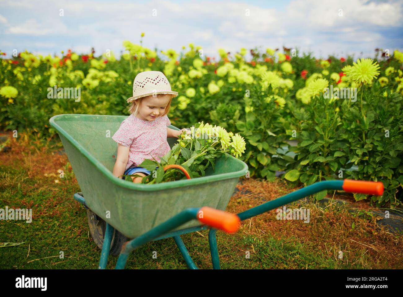 Adorable toddler girl in straw hat sitting in wheelbarrow on a farm ...