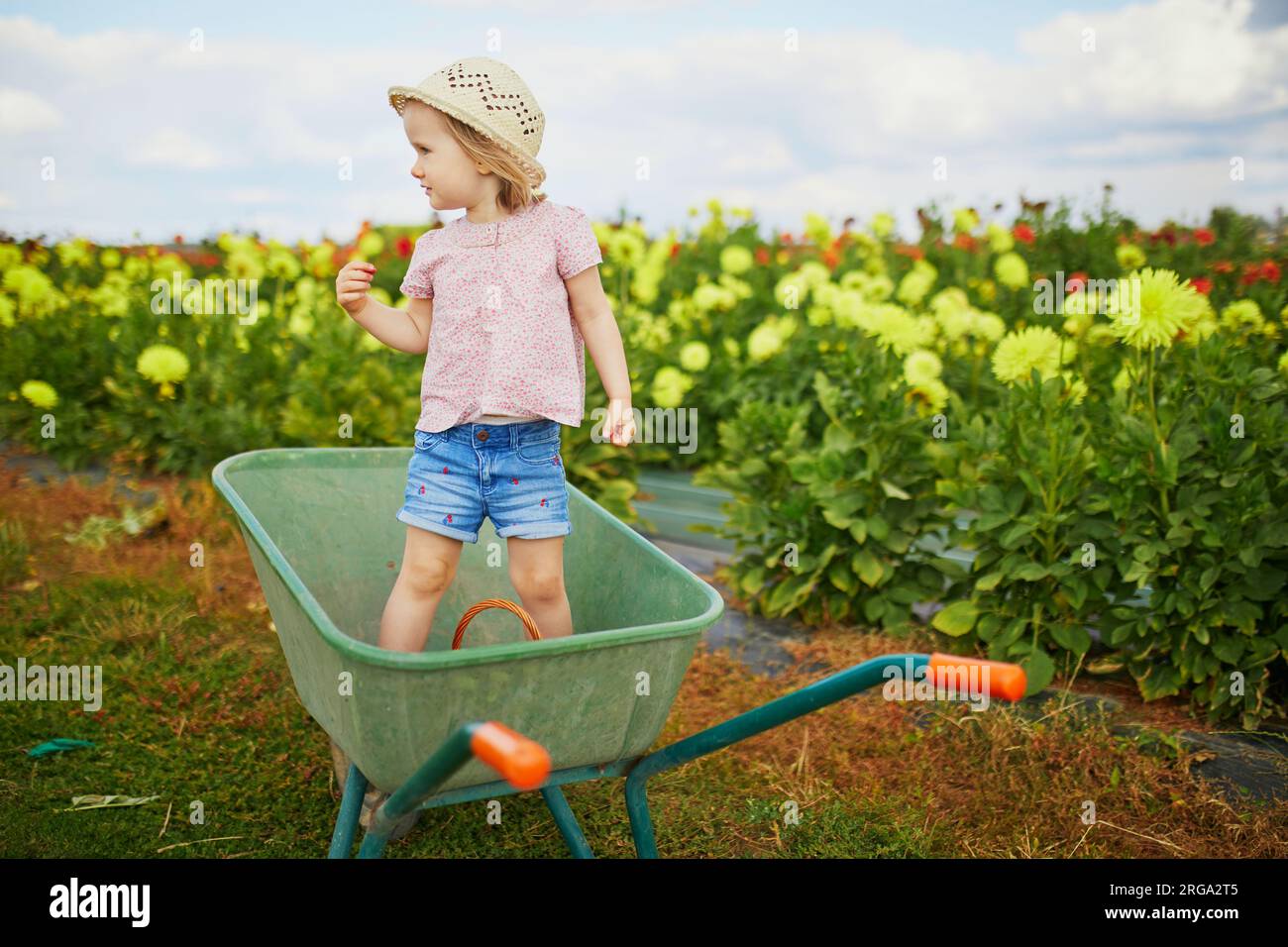 Adorable toddler girl in straw hat sitting in wheelbarrow on a farm ...
