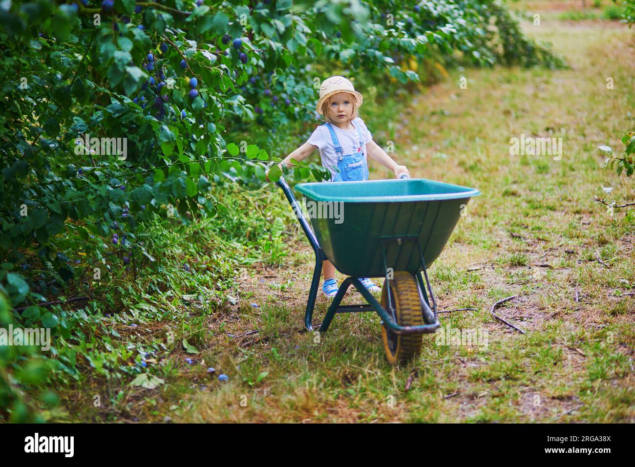 Adorable toddler girl in straw hat pushing wheelbarrow near plum trees ...