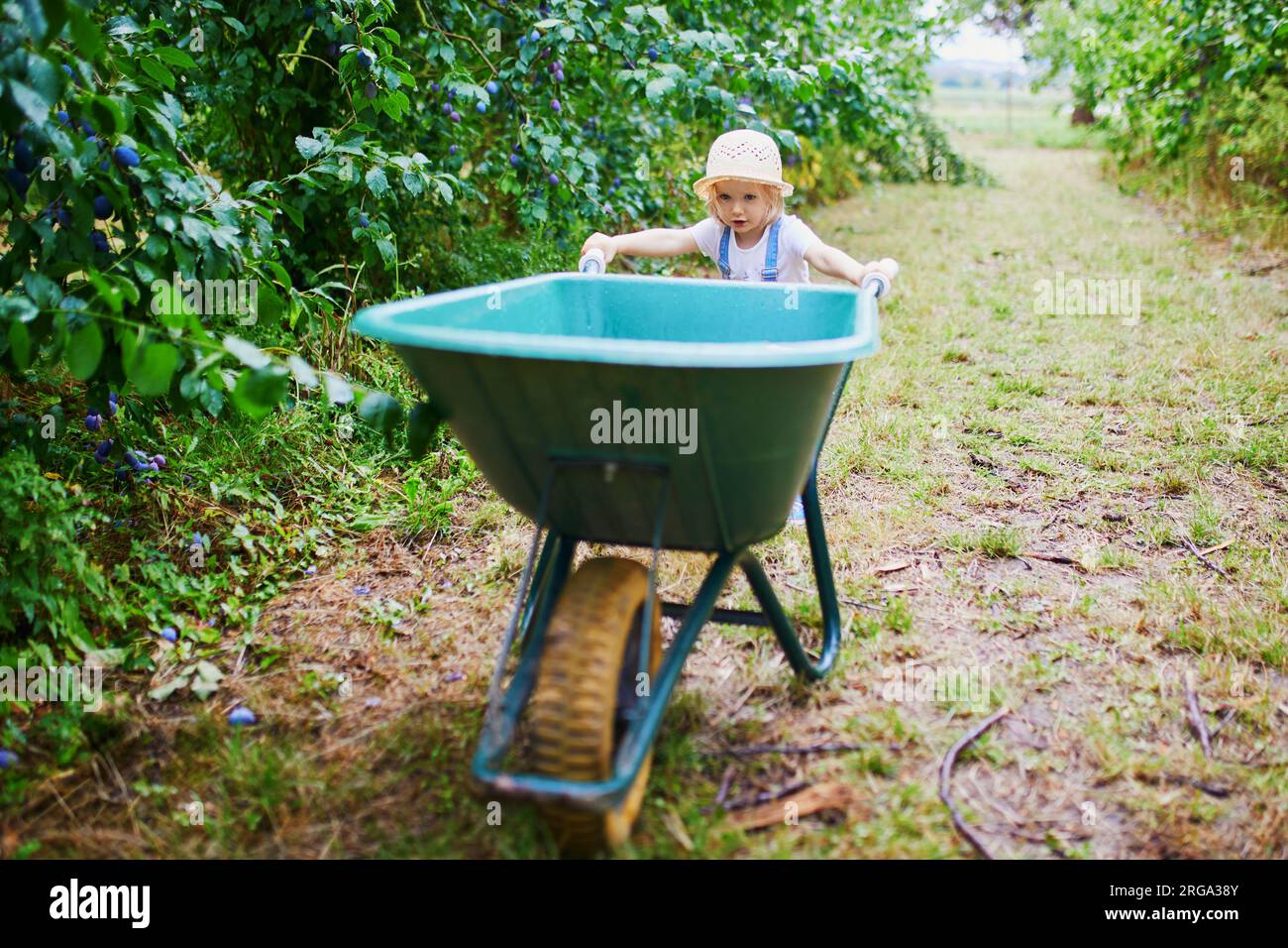 Adorable toddler girl in straw hat pushing wheelbarrow near plum trees ...