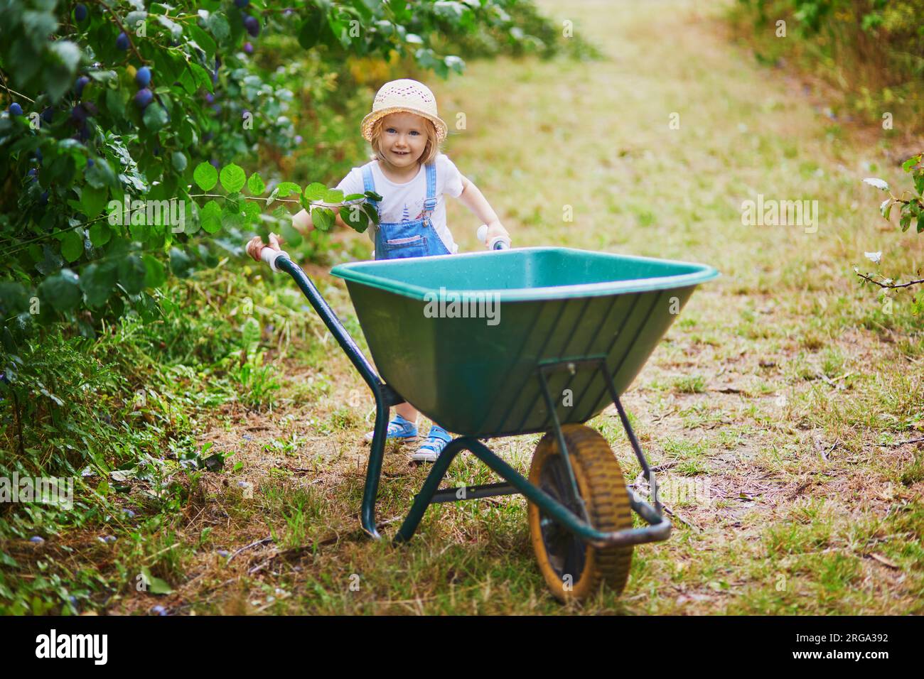 Adorable toddler girl in straw hat pushing wheelbarrow near plum trees ...