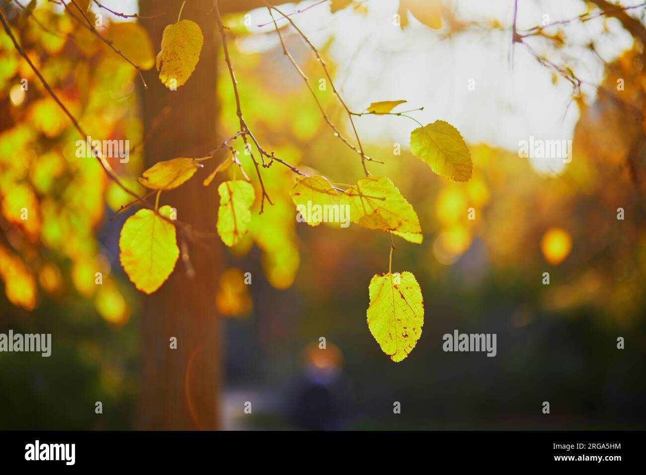 Yellow leaves on tree branch on a sunny fall day. Beauty of autumn ...