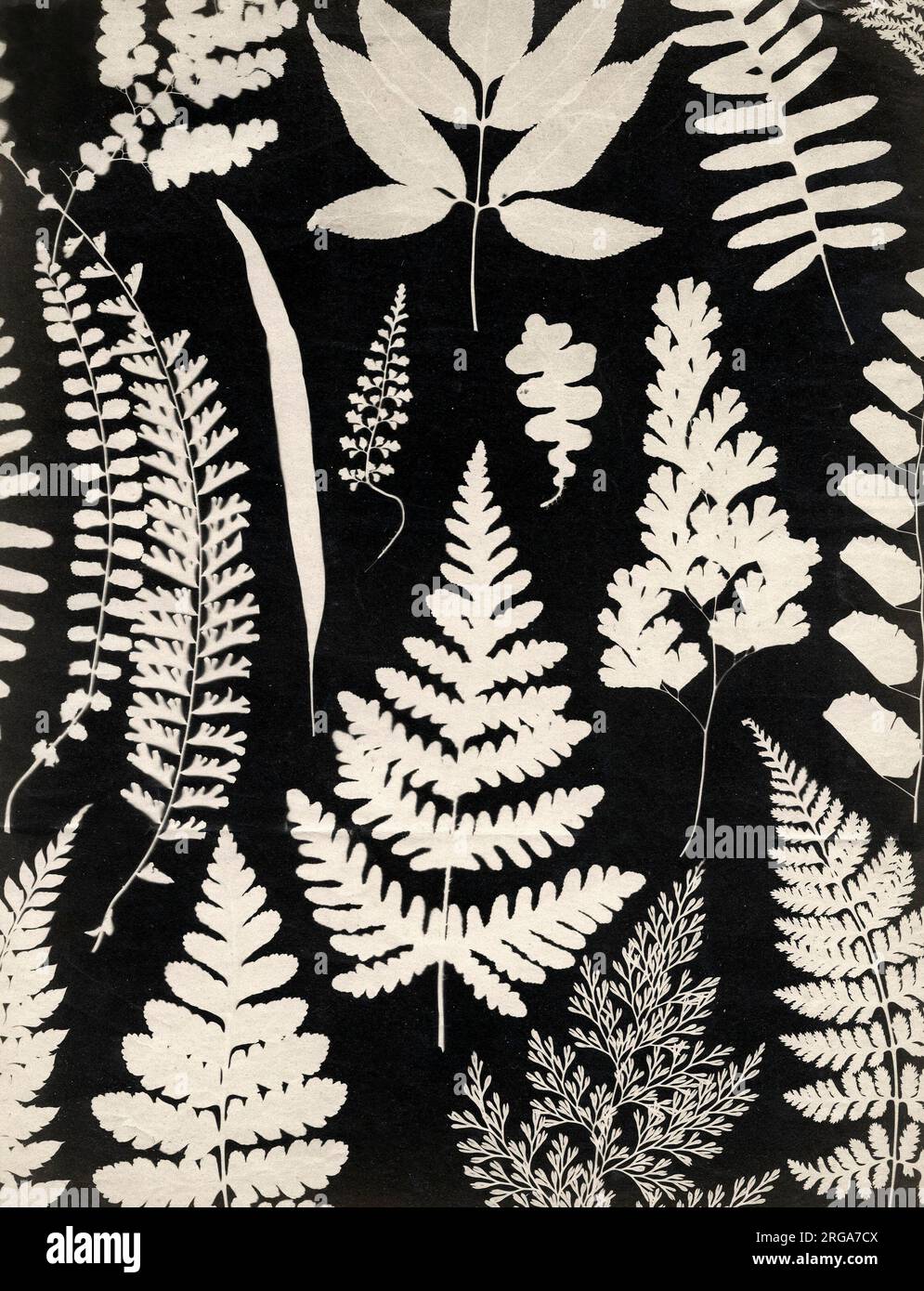 Vintage 19th century photograph: Mid 19th century photogram of leaves and ferns, England Stock Photo