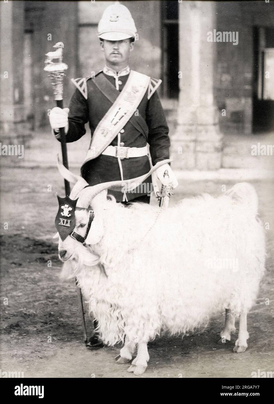 Billy goat mascot of the 41st Regiment of Foot in the British army.. Vintage 19th century photograph. Stock Photo