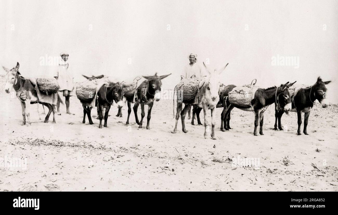 Donkeys laden with goods, on the beach  Algeria. Vintage 19th century photograph. Stock Photo