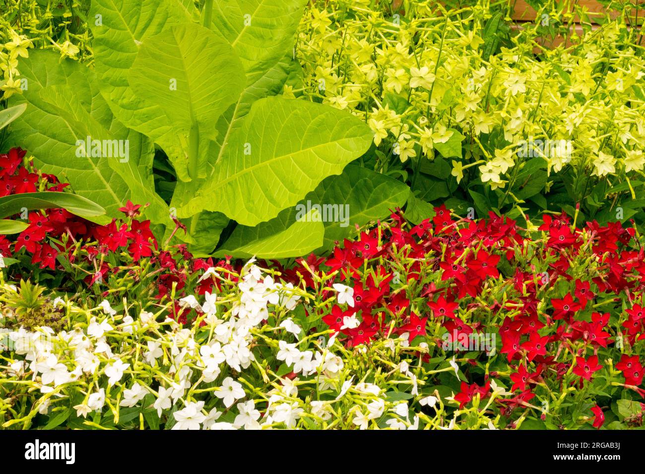 Flowering Tobacco, Garden, Nicotiana alata Lime Green and Nicotiana alata Saratoga Red, Tobacco, Border, Bedding plants red yellow white green Stock Photo