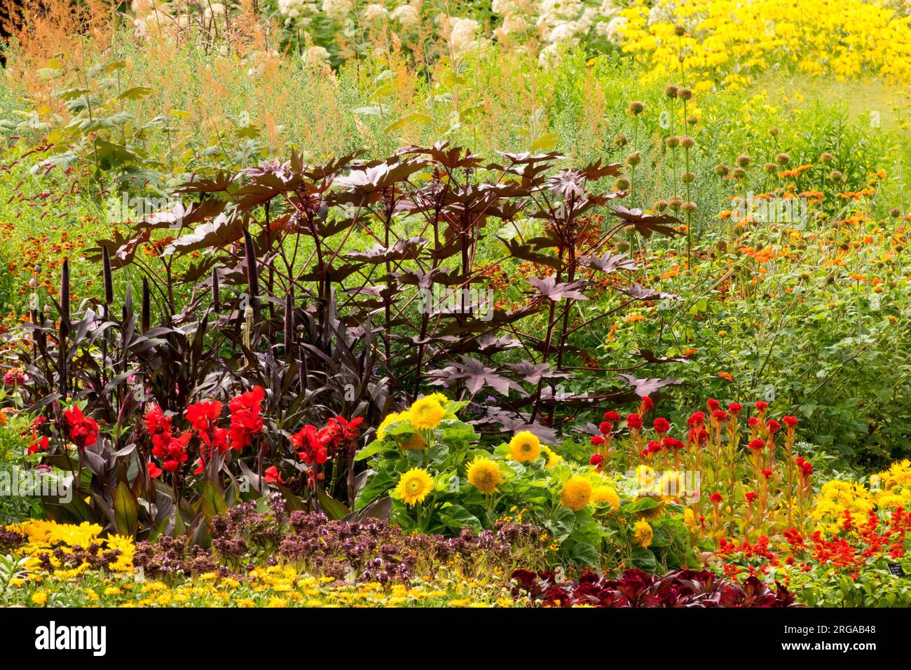 Castor oil plant colourful bedding plants in a summer garden Canna, Sunflowers, Pearl Millet, Combination flowers Stock Photo