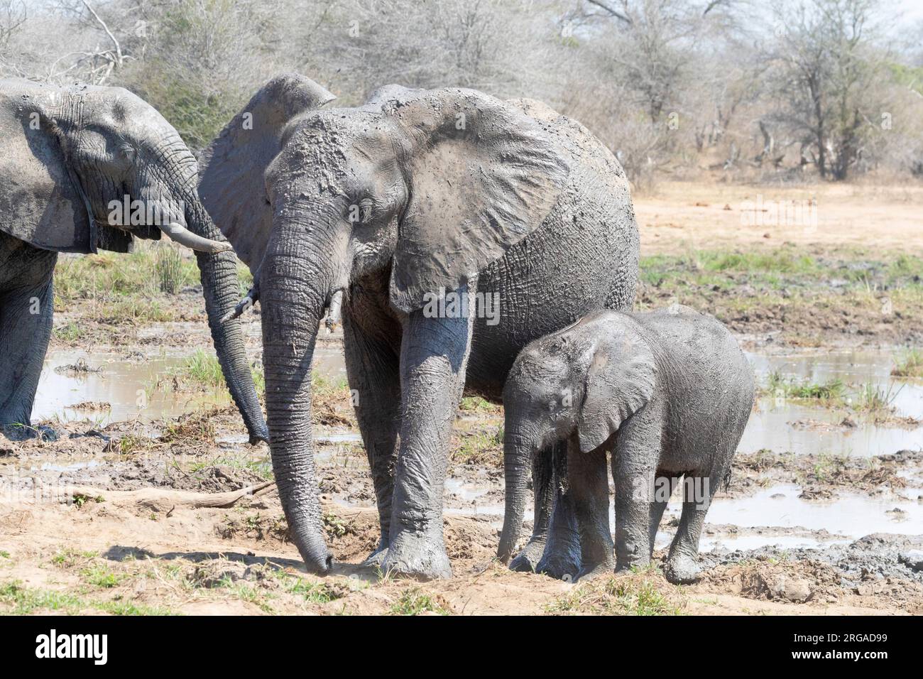 African Bush Elephant family  with calf (Loxodonta africana) at waterhole, Limpopo, South Africa Stock Photo