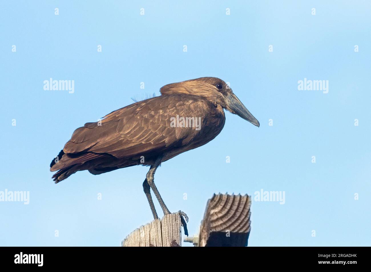 Hamerkop (Scopus umbretta) Western Cape, South Africa perched on a rural telephone pole at sunset Stock Photo