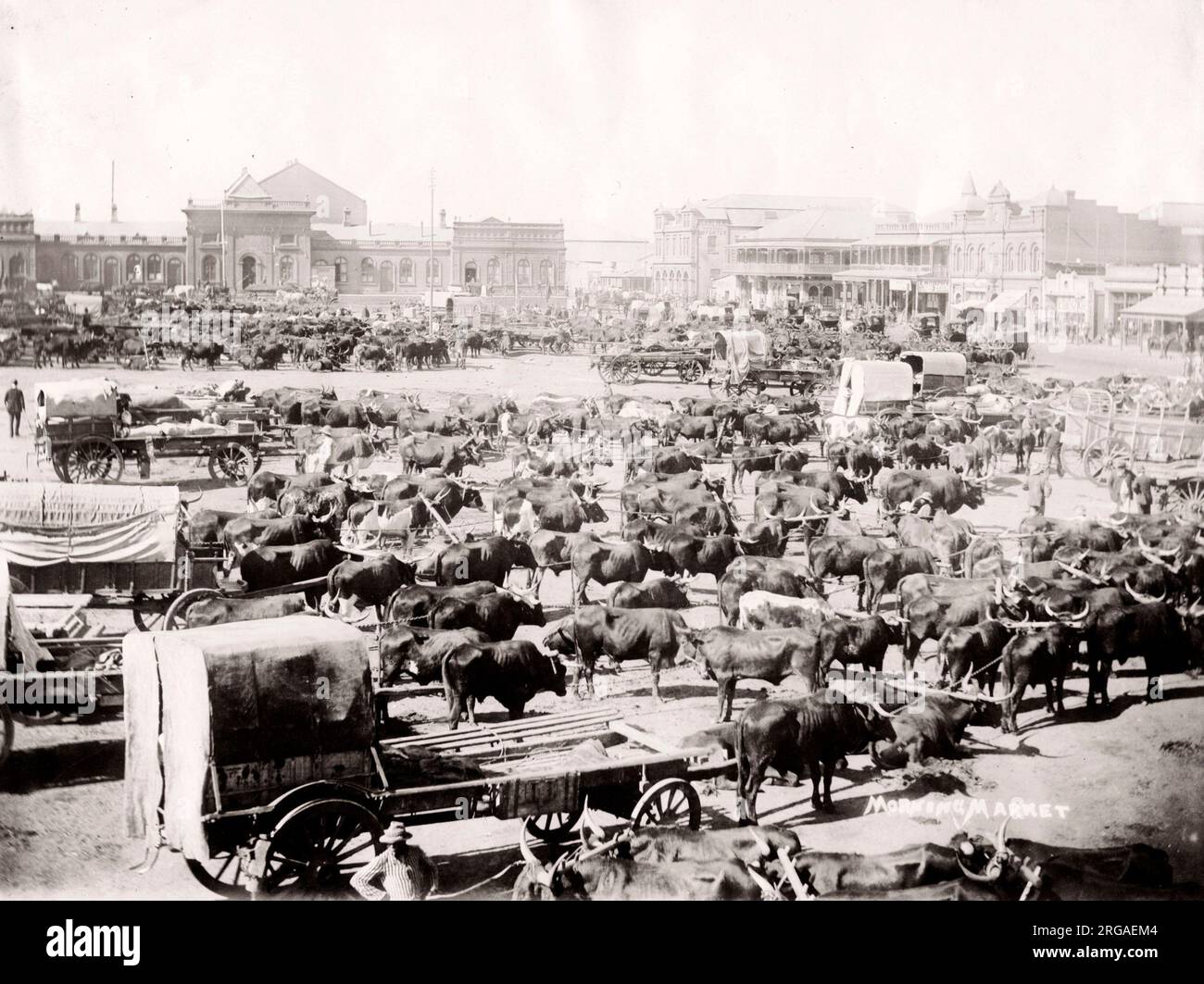 Morning market, Johannesburg, South Africa, c.1900 Stock Photo