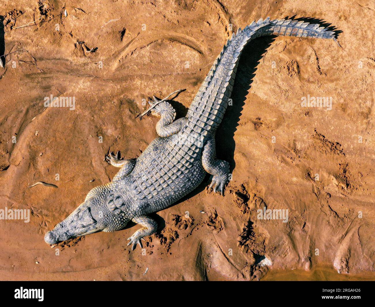 Large saltwater crocodile from bird's eye view drone, Australia Stock Photo  - Alamy