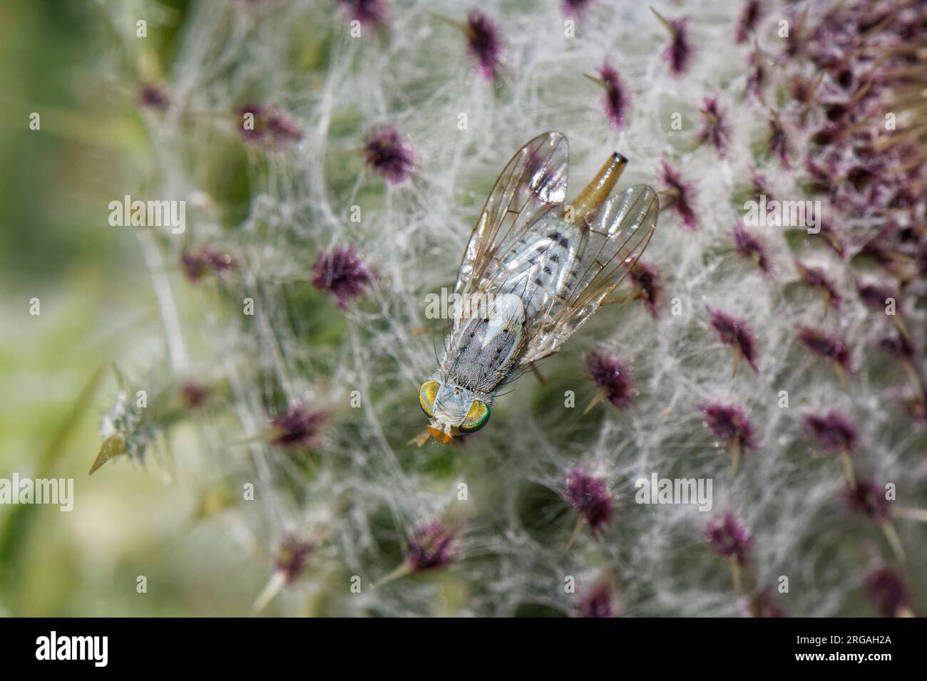 Female Gall fly / Greater fruit fly (Terellia longicauda) on a Woolly thistle (Cirsium eriophorum) flowerhead, the host plant for its larvae, Wilts UK Stock Photo