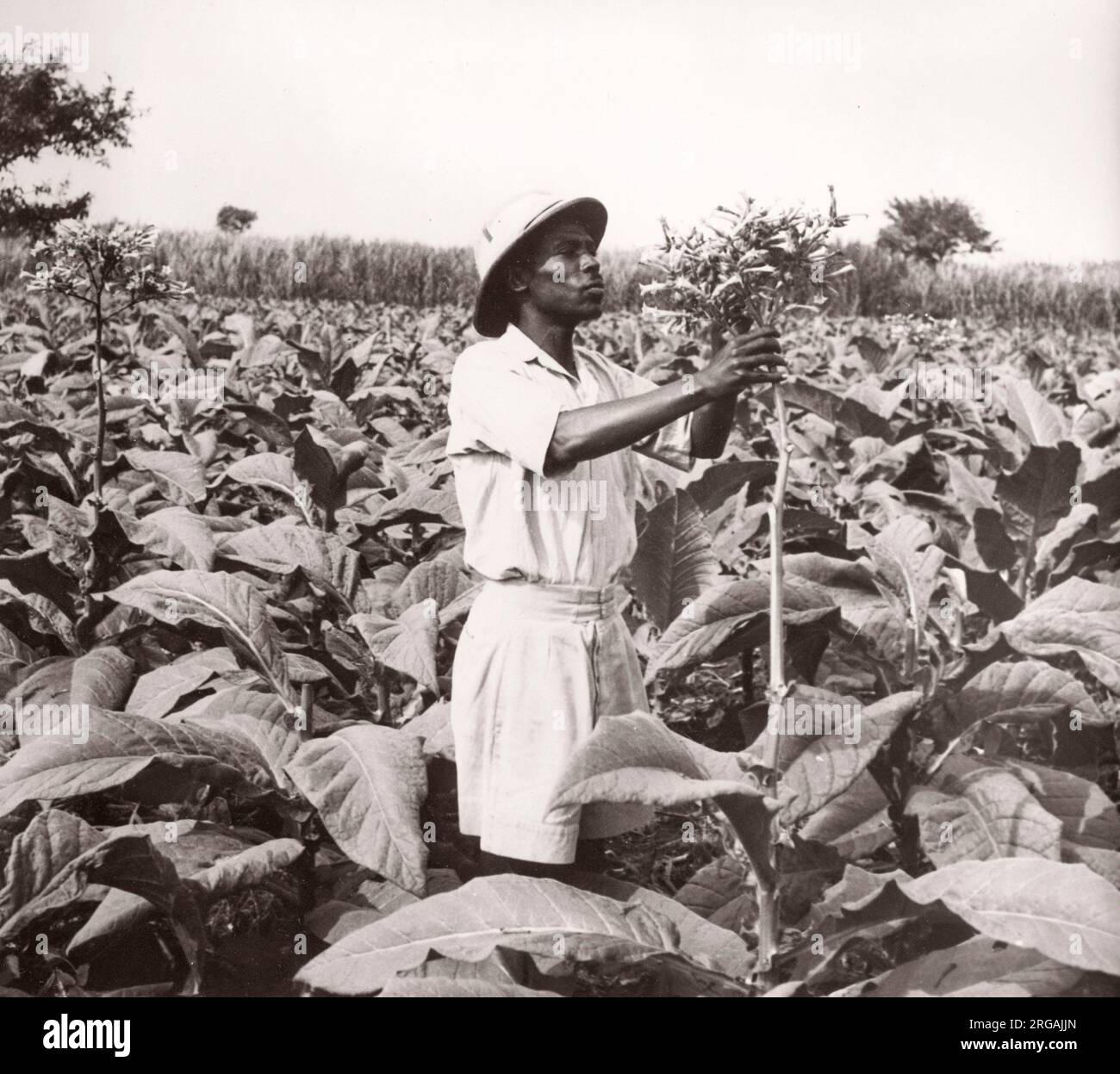 1940s East Africa Uganda - growing tobacco - farming and processing  Photograph by a British army recruitment officer stationed in East Africa  and the Middle East during World War II Stock Photo