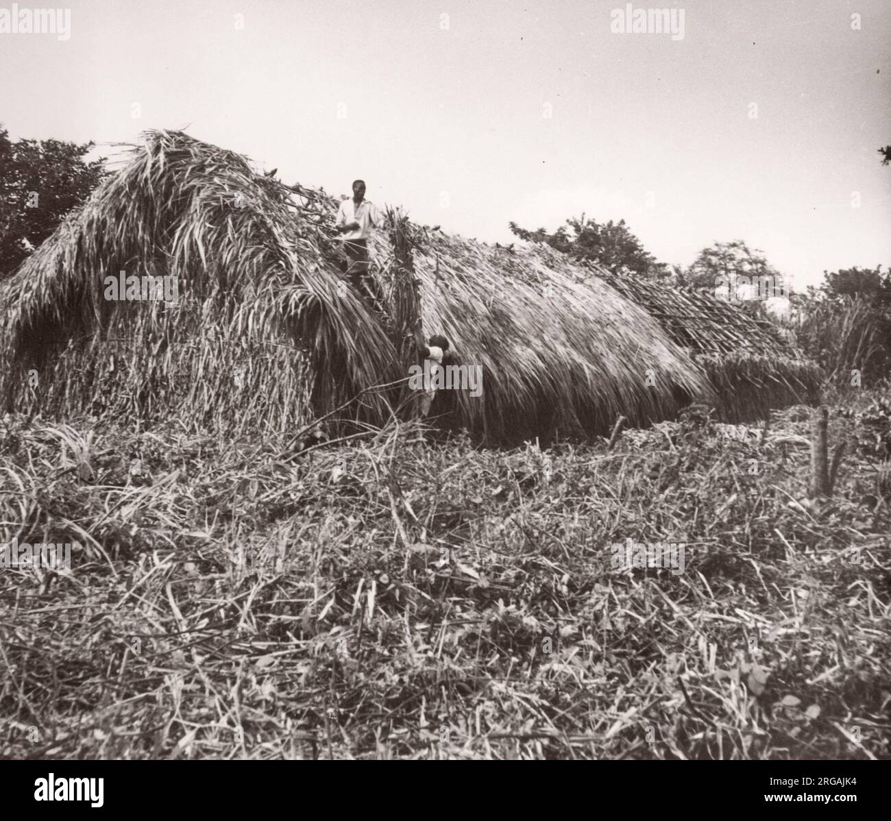 1940s East Africa Uganda - growing tobacco - farming and processing Photograph by a British army recruitment officer stationed in East Africa and the Middle East during World War II Stock Photo