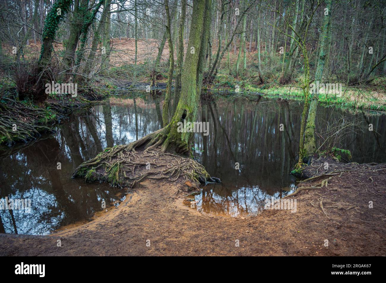 Pond inside forest hi-res stock photography and images - Alamy