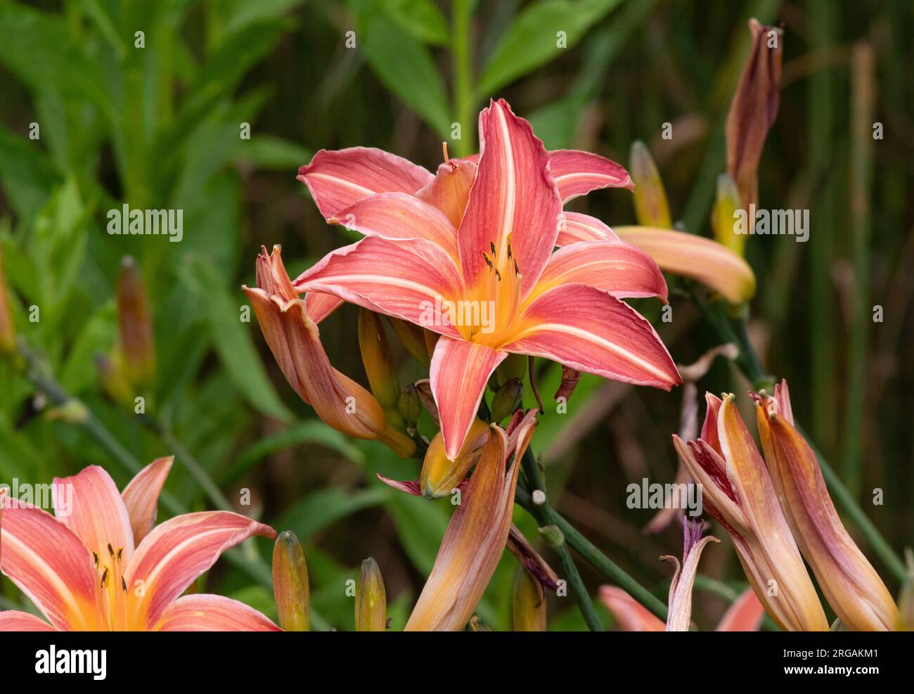 Hemerocallis 'Neyron Rose' Stock Photo