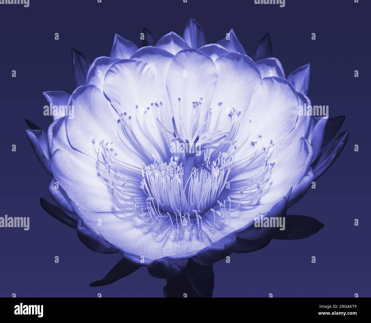 Night 2024 queen flower