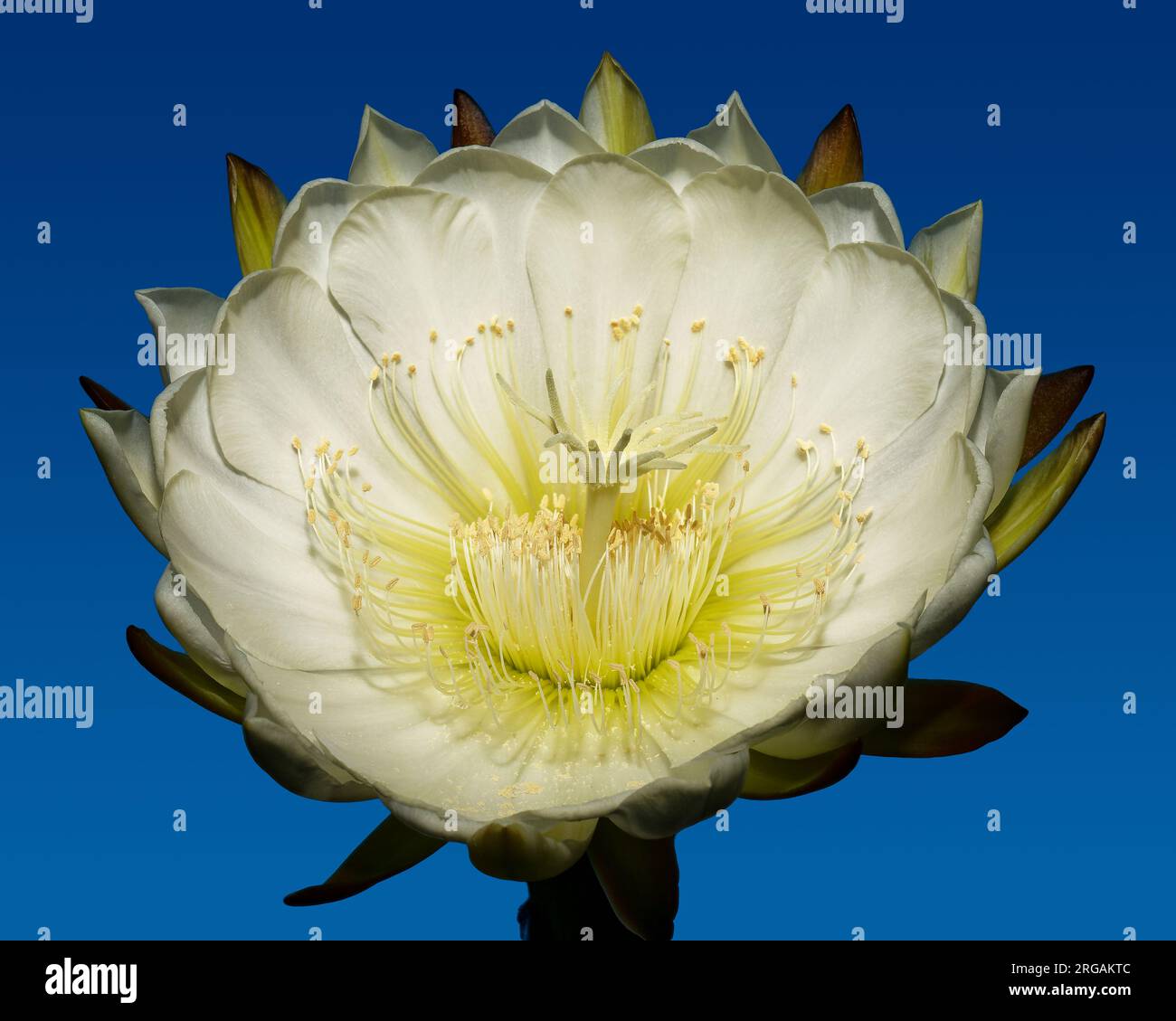 Night Bloom Images – Browse 349 Stock Photos, Vectors, and Video