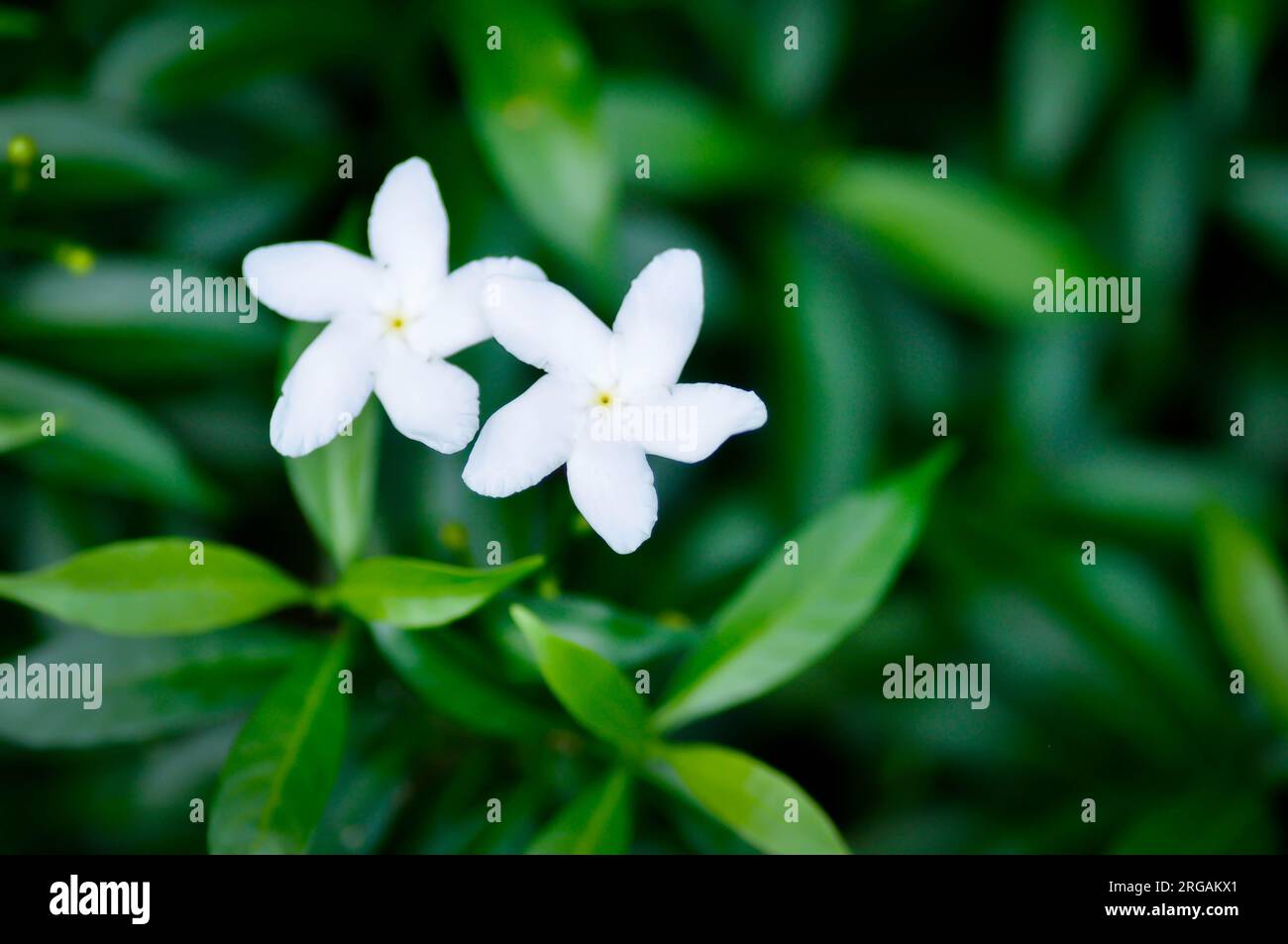 Tabernaemontana pandacaqui Lam, APOCYNACEAE or gardenia jasminoides or gardenia flower or white flower Stock Photo