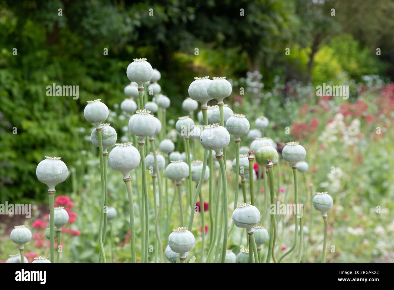 Poppy seed heads Stock Photo