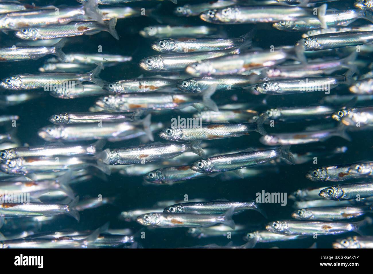 Schooling Sand Smelts at St. Abbs, Scotland Stock Photo