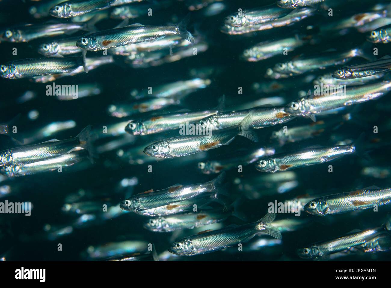 Schooling Sand Smelts at St. Abbs, Scotland Stock Photo