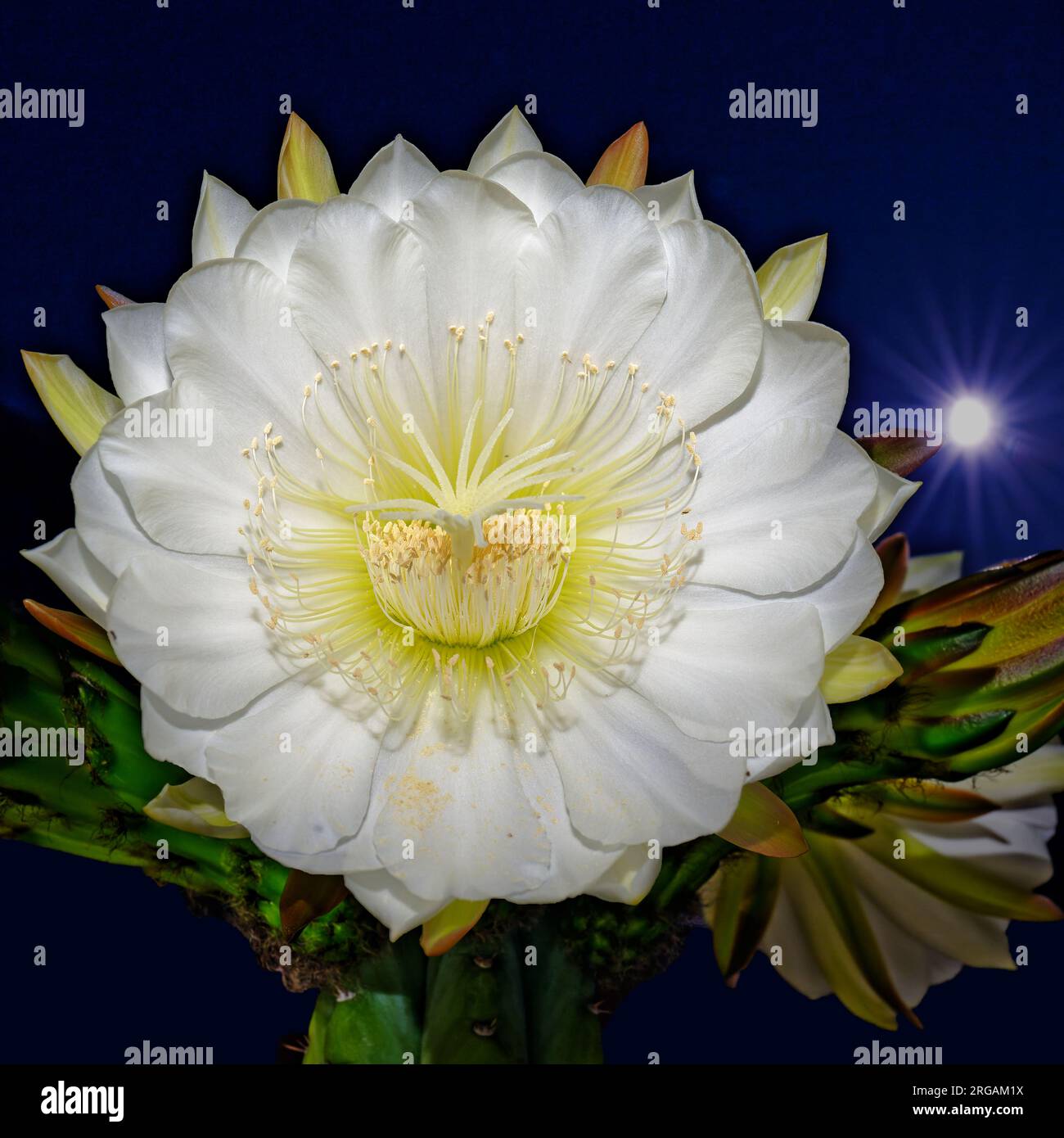 Blooming Cereus Cactus Flower at Night Stock Photo Alamy