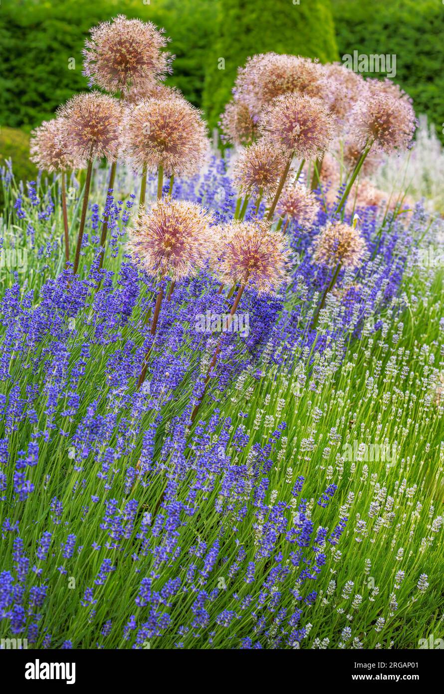 Giant onion flowers in a flowerbed with lavender Stock Photo