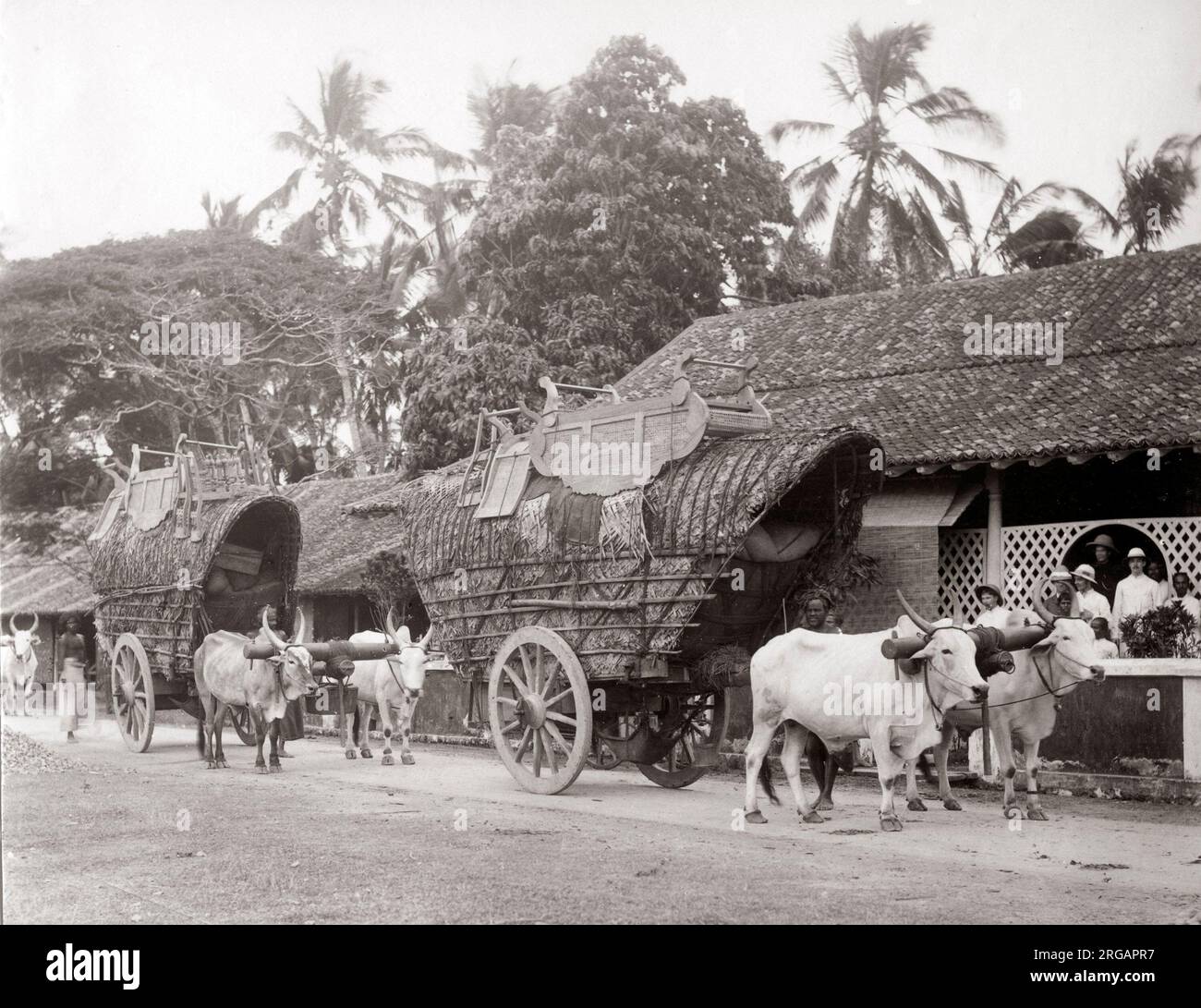 Bullock carts for transporting tea, Ceylon, (Sri Lanka) c.1890 Stock