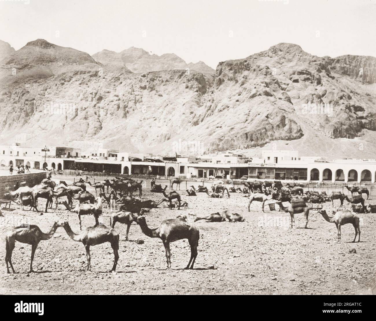 Vintage 19th century photograph: camel market, Aden, Yemen. Stock Photo