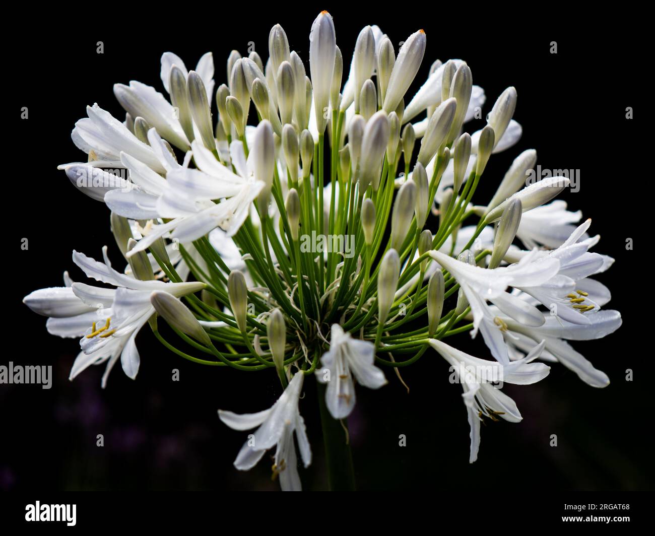 Agapanthus africanus variety 'Best in Show' Stock Photo