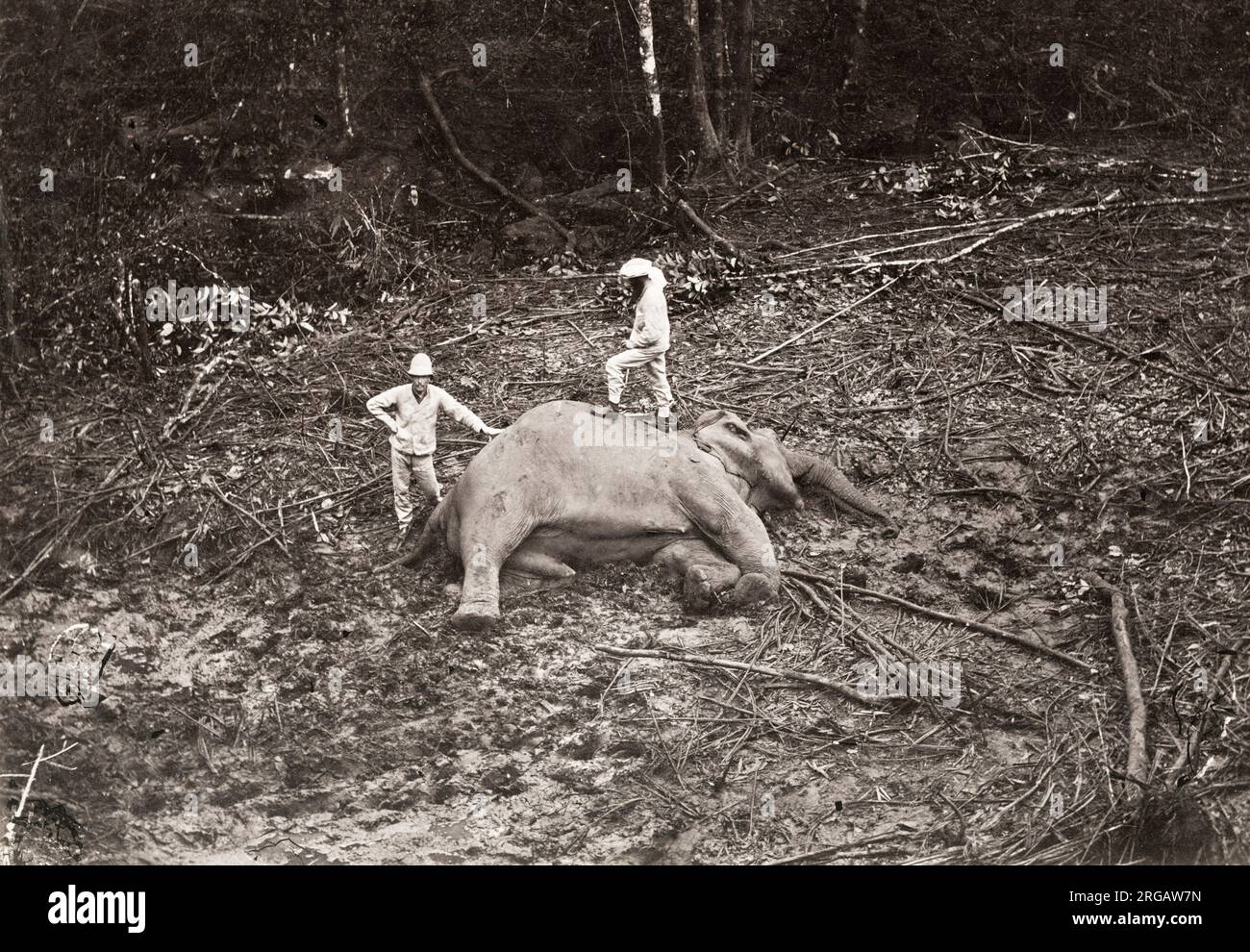 Vintage 19th century photograph: big game hunters, Asia, with the body of a dead elephant that they have shot. Image c.1890's. Stock Photo