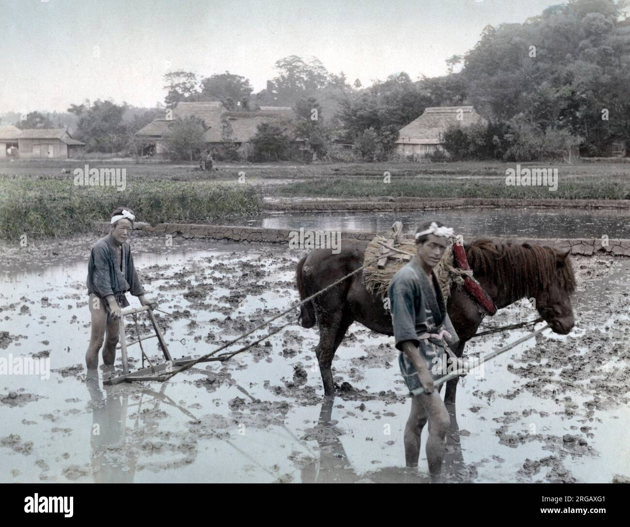 Farmers ploughing a rice paddy field with a horse, Japan, c.1880's Vintage late 19th century photograph Stock Photo