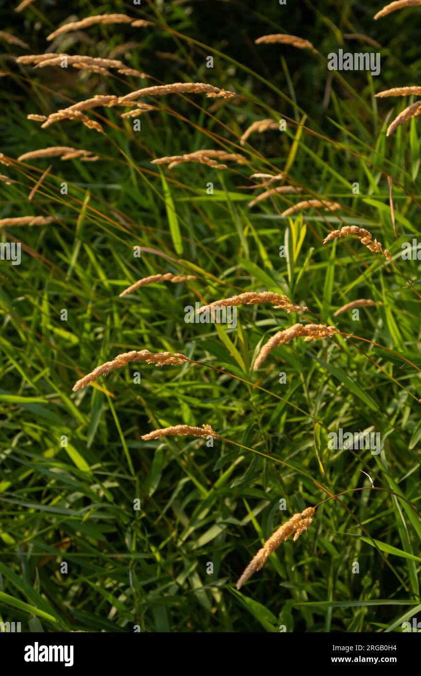 Beautiful soft focused grasses and seidges on beautiful sunny day