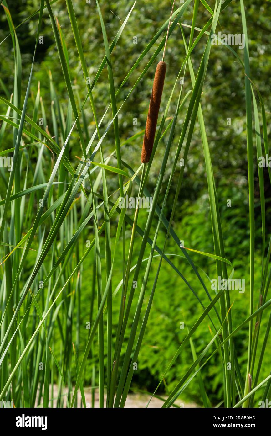 Reed mace plant hi-res stock photography and images - Alamy