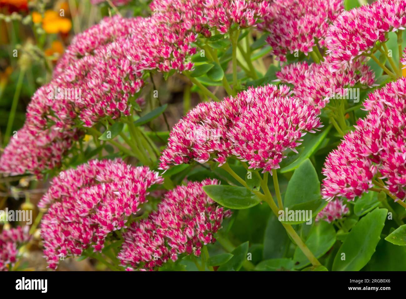 Red flowering sedum plant, Hylotelephium telephium. beautiful autumn flowers in the garden. Stock Photo