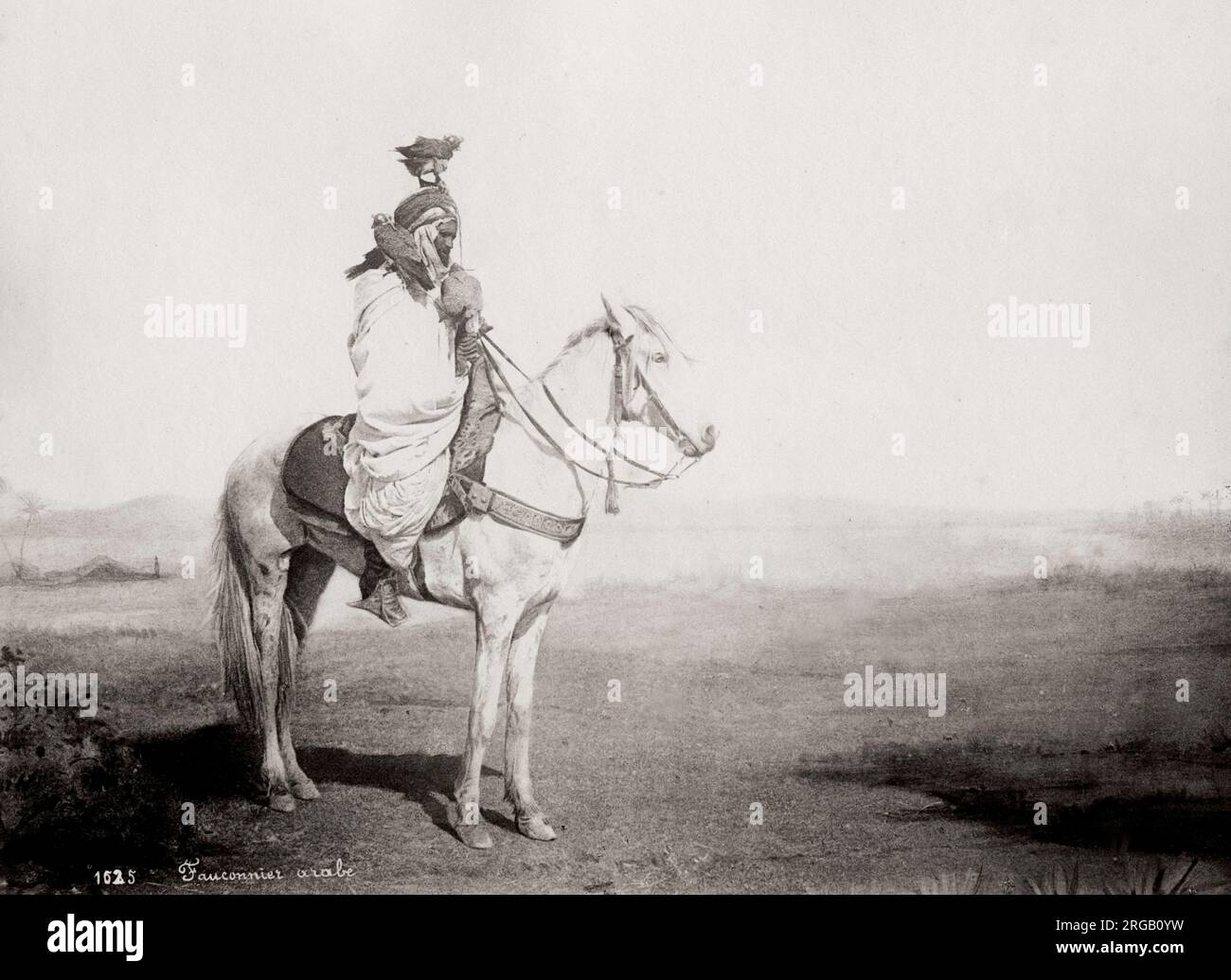 19th century vintage photograph: Arab man, falconer with falcon, mounted on a horse, Algeria. Stock Photo