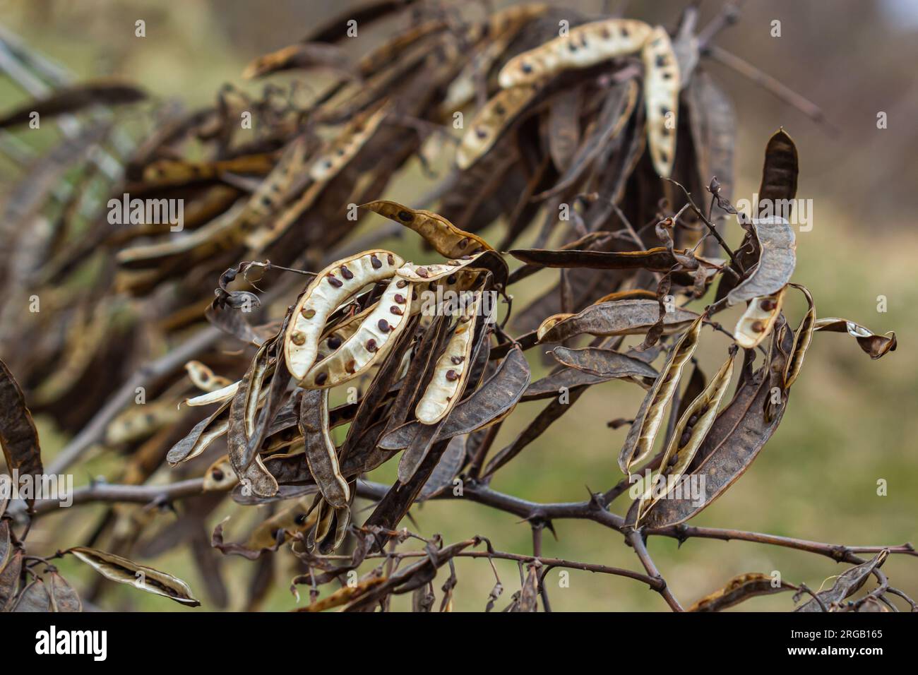 Black locust seeds hanging and dry so that the black seed fall out. Black locust seed pods. Stock Photo