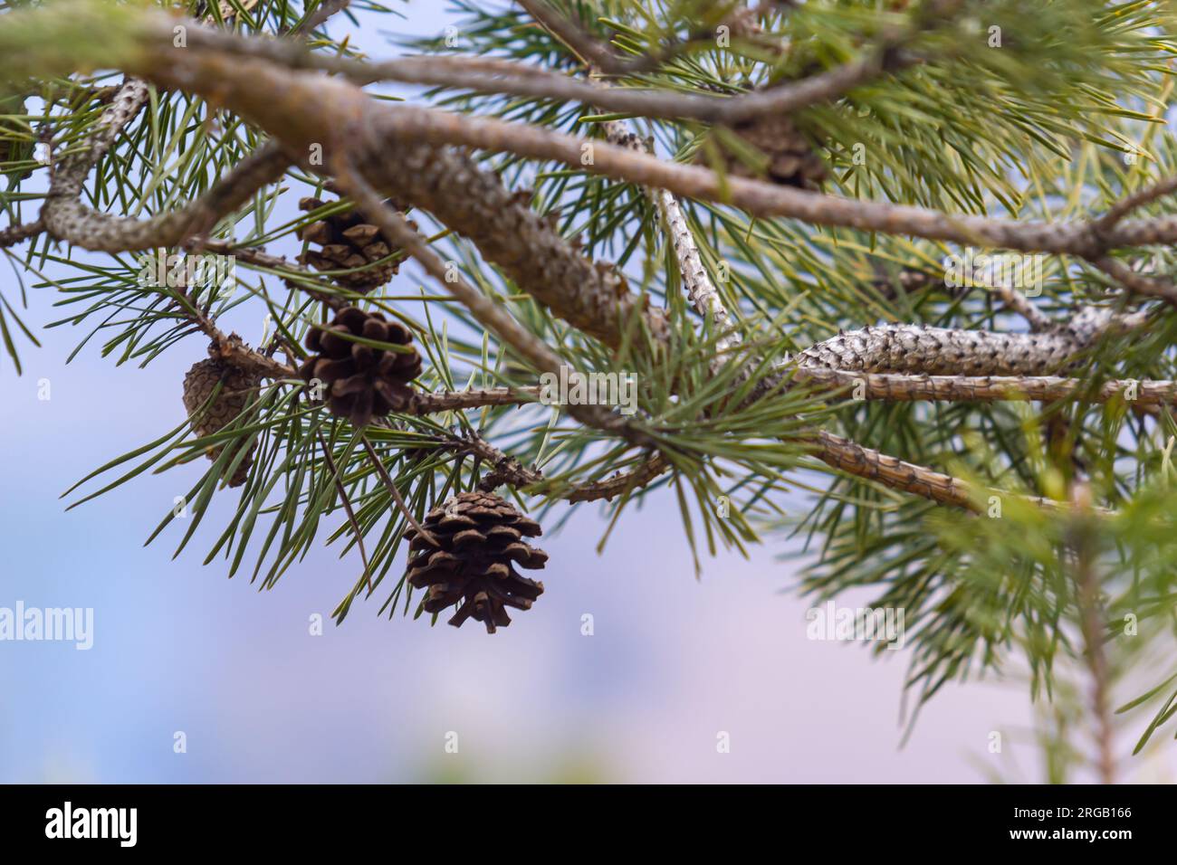 Last year's brown cones on a pine branch against a blue spring sky. Selective focus. A luxurious long needle on a pine branch. Nature concept for desi Stock Photo