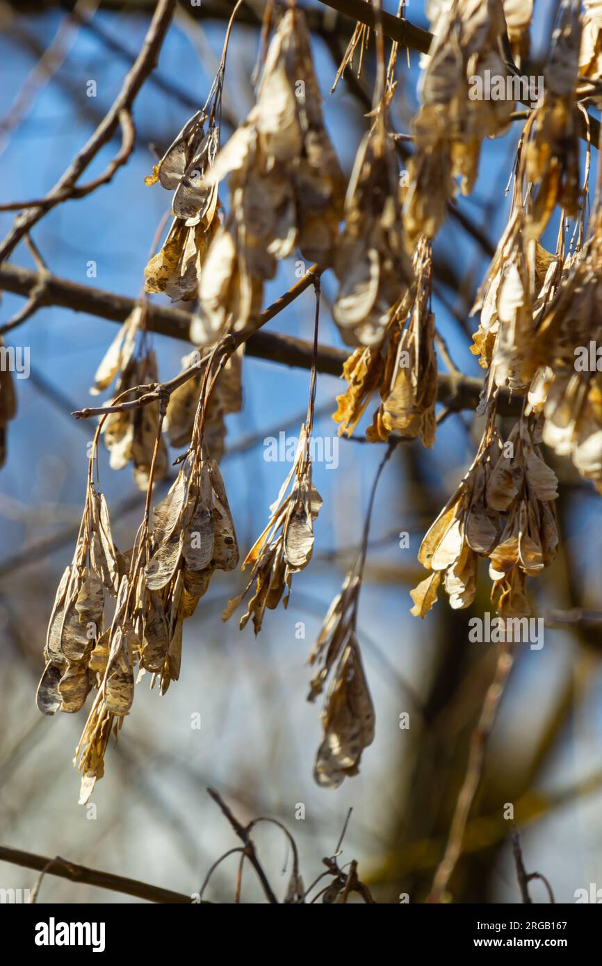 Yellow maple seeds against the blue sky. Macro. Maple branches with ...